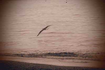 Bird flying over sea