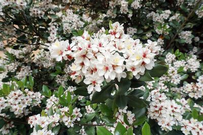 Close-up of pink flowers blooming outdoors