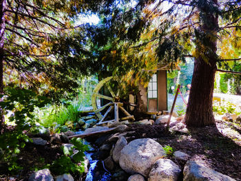 Trees and rocks in backyard