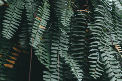 Green leaves pattern background. natural background and wallpaper.