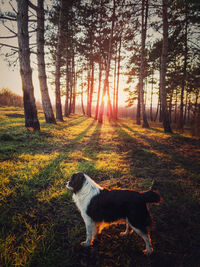 Dog in the forest, sunset scene with beams slipping through the pine trees. peaceful evening.