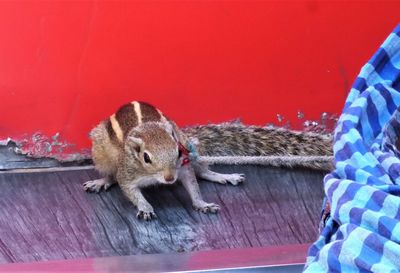 Close-up of squirrel on wall