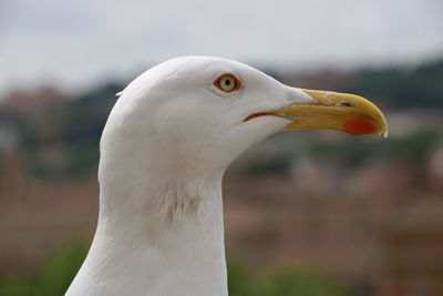 Close-up of seagull