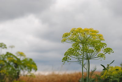 Close-up of plant against cloudy sky