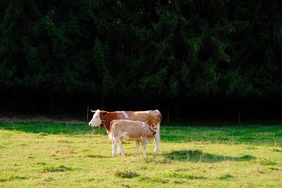 Cow standing in a field