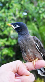 Cropped image of hand holding bird