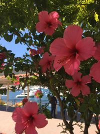 Close-up of pink flowering plant