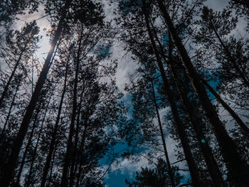 Low angle view of trees in forest against sky