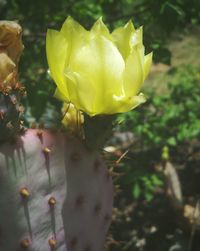 Close-up of yellow flower