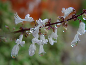 Close-up of white flowering plant