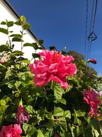Close-up of pink flowers blooming against clear sky