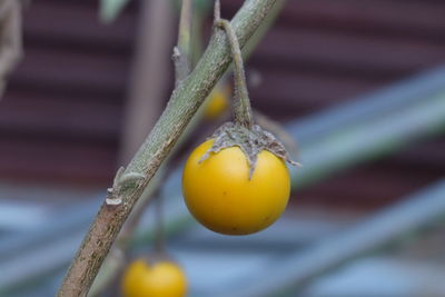 Close-up of fruits hanging on tree