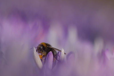 Close-up of bee on purple flower