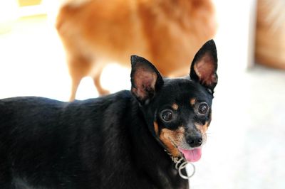 Close-up portrait of a dog