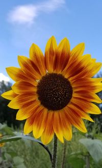 Close-up of yellow sunflower blooming against sky
