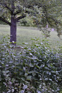 Purple flowering plants on field