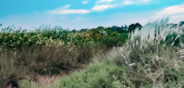 Close-up of plants on field against sky