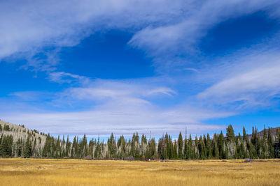 Panoramic shot of trees on field against sky