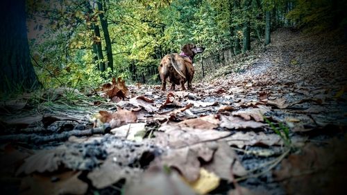 Deer in forest