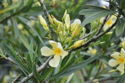 Close-up of yellow flower