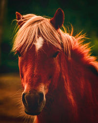 Close-up of a horse