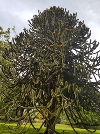 Close-up of fresh green plant against sky