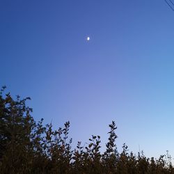 Low angle view of trees against clear blue sky