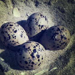 Close-up of shells