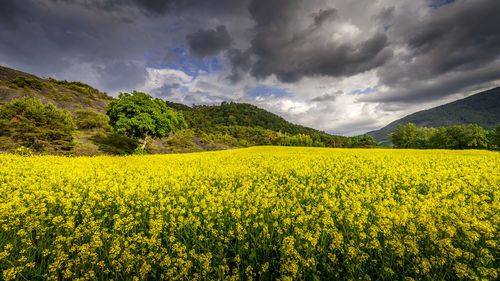 Scenic view of oilseed rape field against cloudy sky