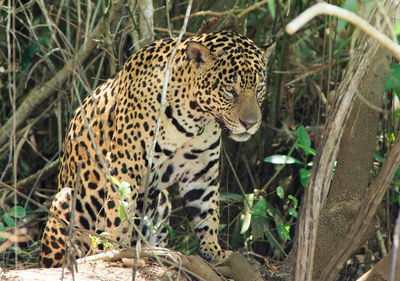 View of a jaguar looking away