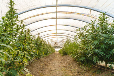 Modern light spacious hothouse with rows of green hemp bushes growing under glass ceiling in pharmaceutical laboratory