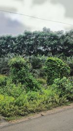Plants growing in forest against sky