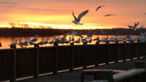 Silhouette birds flying against sky during sunset