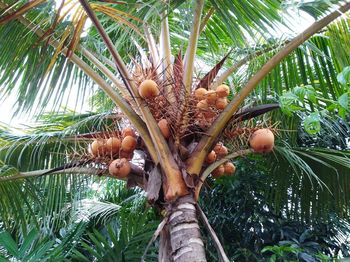 Low angle view of coconut palm tree