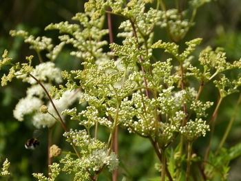 Close-up of flowering plant