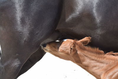 Close-up of a horse