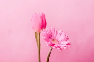 Close-up of pink flower