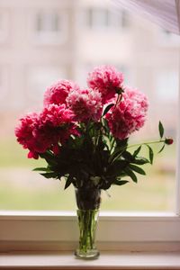 Close-up of pink flowers in vase on window sill