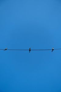 Low angle view of birds perching on cable