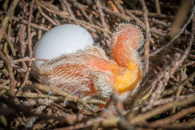 Close-up of bird in nest