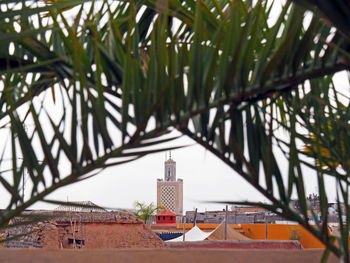 Close-up of palm leaves against koutoubia mosque in city