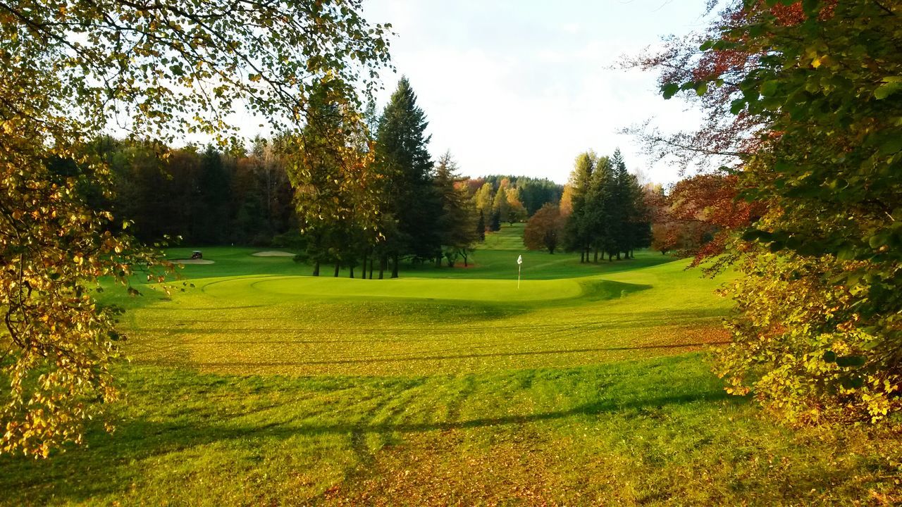 tree, nature, green color, beauty in nature, grass, growth, tranquil scene, scenics, no people, landscape, tranquility, outdoors, day, sky, golf course