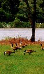 Flock of birds on grass by lake