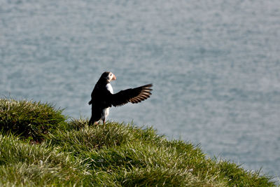 Side view of a bird flying over water