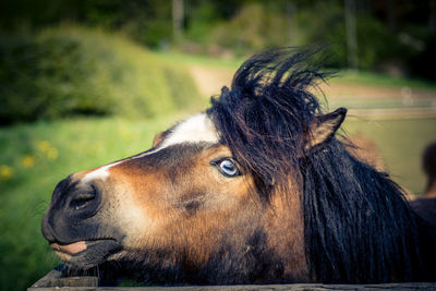 Close-up of a horse looking away