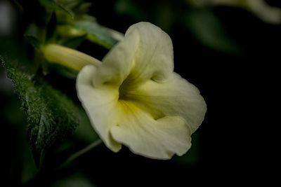 Close-up of flower blooming outdoors