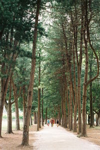 People walking on footpath amidst trees at park