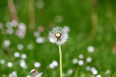 Close-up of dandelion blooming outdoors