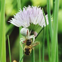 Close-up of insect on flower