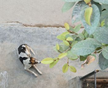 High angle view of leaves